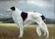 New Zealand Borzoi Breeders, Grooming, Dog, Puppies, Reviews, Articles
