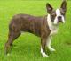New Zealand Boston Terrier Breeders, Grooming, Dog, Puppies, Reviews, Articles