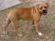 New Zealand Boxer Breeders, Grooming, Dog, Puppies, Reviews, Articles