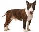 Indonesia Bull Terrier Breeders, Grooming, Dog, Puppies, Reviews, Articles