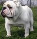 Indonesia Bulldog Breeders, Grooming, Dog, Puppies, Reviews, Articles