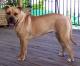 Indonesia Ca De Bou Breeders, Grooming, Dog, Puppies, Reviews, Articles