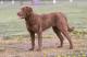 New Zealand Chesapeake Bay Retriever Breeders, Grooming, Dog, Puppies, Reviews, Articles