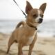 Indonesia Chihuahua Breeders, Grooming, Dog, Puppies, Reviews, Articles