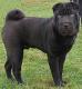 Indonesia Chinese Shar-pei Breeders, Grooming, Dog, Puppies, Reviews, Articles