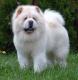 Indonesia Chow Chow Breeders, Grooming, Dog, Puppies, Reviews, Articles