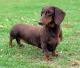 Indonesia Dachshund Breeders, Grooming, Dog, Puppies, Reviews, Articles