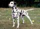 Indonesia Dalmatian Breeders, Grooming, Dog, Puppies, Reviews, Articles