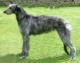 New Zealand Deerhound Breeders, Grooming, Dog, Puppies, Reviews, Articles