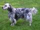 New Zealand English Setter Breeders, Grooming, Dog, Puppies, Reviews, Articles