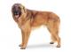 New Zealand Estrela Mountain Dog Breeders, Grooming, Dog, Puppies, Reviews, Articles