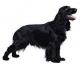 New Zealand Field Spaniel Breeders, Grooming, Dog, Puppies, Reviews, Articles