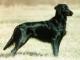 New Zealand Flat-coated Retriever Breeders, Grooming, Dog, Puppies, Reviews, Articles