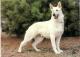 New Zealand German Shepherd Breeders, Grooming, Dog, Puppies, Reviews, Articles