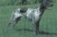 New Zealand German Shorthaired Pointer Breeders, Grooming, Dog, Puppies, Reviews, Articles
