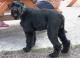 Indonesia Giant Schnauzer Breeders, Grooming, Dog, Puppies, Reviews, Articles