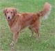 Indonesia Golden Retriever Breeders, Grooming, Dog, Puppies, Reviews, Articles