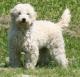 Indonesia Goldendoodle Breeders, Grooming, Dog, Puppies, Reviews, Articles