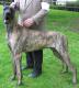 Indonesia Great Dane Breeders, Grooming, Dog, Puppies, Reviews, Articles
