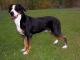 New Zealand Greater Swiss Mountain Dog Breeders, Grooming, Dog, Puppies, Reviews, Articles
