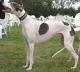 New Zealand Greyhound Breeders, Grooming, Dog, Puppies, Reviews, Articles