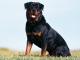 New Zealand Rottweiler Breeders, Grooming, Dog, Puppies, Reviews, Articles