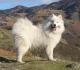 New Zealand Samoyed Breeders, Grooming, Dog, Puppies, Reviews, Articles
