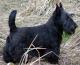 New Zealand Scottish Terrier Breeders, Grooming, Dog, Puppies, Reviews, Articles