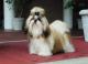 Indonesia Shih Tzu Breeders, Grooming, Dog, Puppies, Reviews, Articles