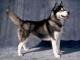 Indonesia Siberian Husky Breeders, Grooming, Dog, Puppies, Reviews, Articles