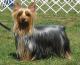 Indonesia Silky Terrier Breeders, Grooming, Dog, Puppies, Reviews, Articles