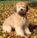 Indonesia Soft Coated Wheaten Terrier Breeders, Grooming, Dog, Puppies, Reviews, Articles