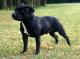 Indonesia Staffordshire Bull Terrier Breeders, Grooming, Dog, Puppies, Reviews, Articles