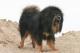Indonesia Tibetan Mastiff Breeders, Grooming, Dog, Puppies, Reviews, Articles