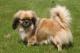 Indonesia Tibetan Spaniel Breeders, Grooming, Dog, Puppies, Reviews, Articles