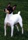New Zealand Toy Fox Terrier Breeders, Grooming, Dog, Puppies, Reviews, Articles