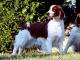Indonesia Welsh Springer Spaniel Breeders, Grooming, Dog, Puppies, Reviews, Articles