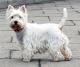 Indonesia West Highland White Terrier Breeders, Grooming, Dog, Puppies, Reviews, Articles