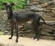 Indonesia Whippet Breeders, Grooming, Dog, Puppies, Reviews, Articles