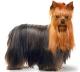 Indonesia Yorkshire Terrier Breeders, Grooming, Dog, Puppies, Reviews, Articles