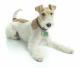 Indonesia Wire Fox Terrier Breeders, Grooming, Dog, Puppies, Reviews, Articles
