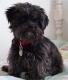 Malaysia Affenpinscher Breeders, Grooming, Dog, Puppies, Reviews, Articles