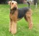 Malaysia Airedale Terrier Breeders, Grooming, Dog, Puppies, Reviews, Articles