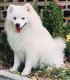 Malaysia American Eskimo Dog Breeders, Grooming, Dog, Puppies, Reviews, Articles