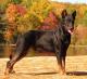 Malaysia Beauceron Breeders, Grooming, Dog, Puppies, Reviews, Articles