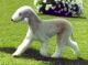 Malaysia Bedlington Terrier Breeders, Grooming, Dog, Puppies, Reviews, Articles