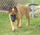 Malaysia Belgian Malinois Breeders, Grooming, Dog, Puppies, Reviews, Articles