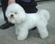 Malaysia Bichon Frise Breeders, Grooming, Dog, Puppies, Reviews, Articles