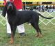 Malaysia Black And Tan Coonhound Breeders, Grooming, Dog, Puppies, Reviews, Articles