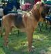 Malaysia Bloodhound Breeders, Grooming, Dog, Puppies, Reviews, Articles